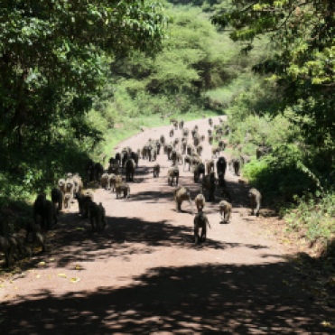 Baboon Troop in Lake Manyara National Park